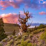 Ambern Sablatura Profile Picture