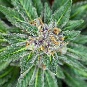 Weed Dispensary Near Me: How to Find the Best Options Nearby - JustPaste.it
